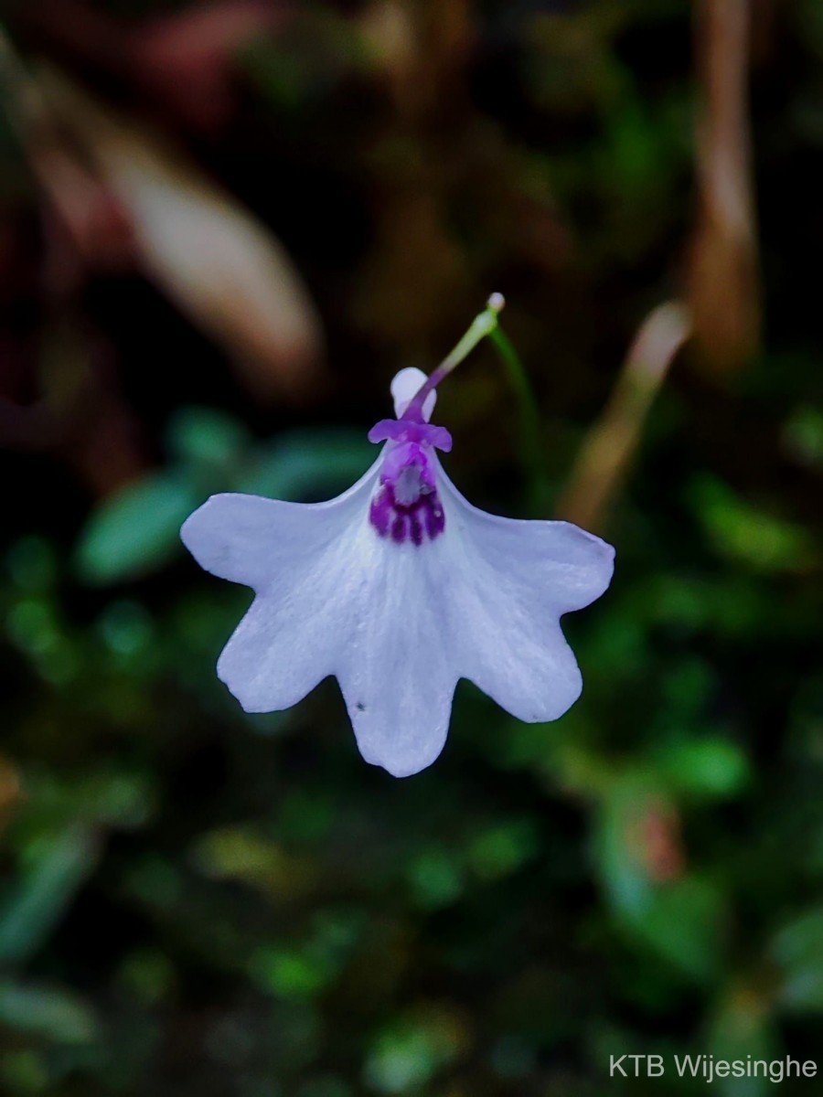 Utricularia moniliformis P.Taylor